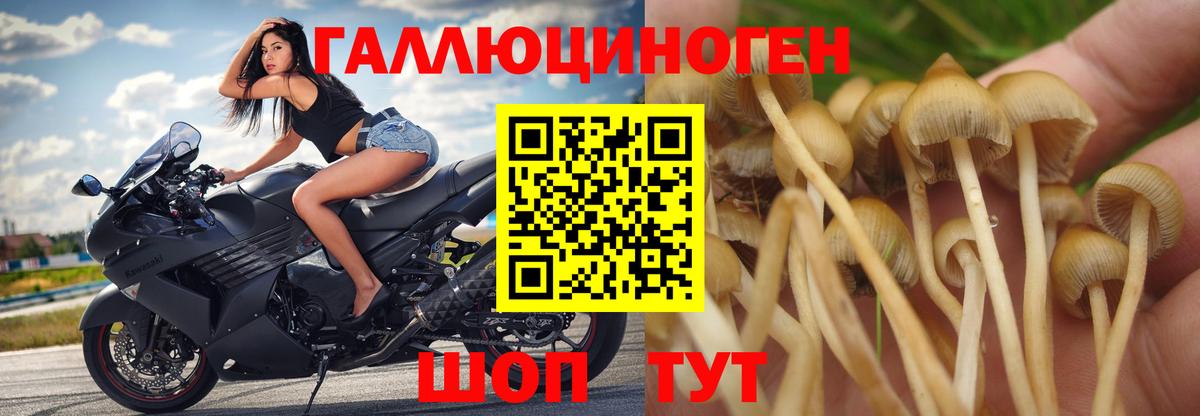 Псилоцибиновые грибы прущие грибы Ипатово